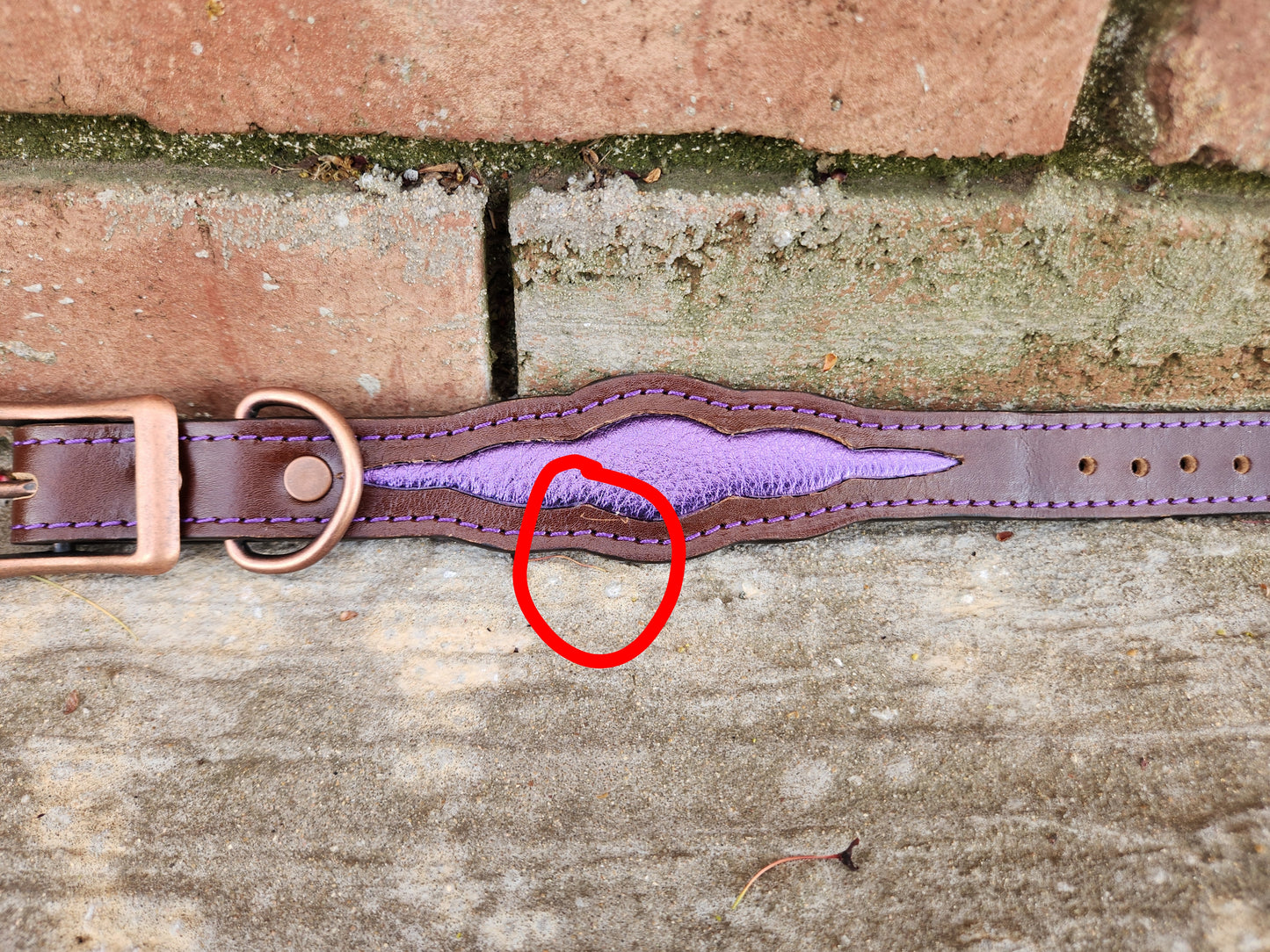 Scalloped Brown/Purple Collar